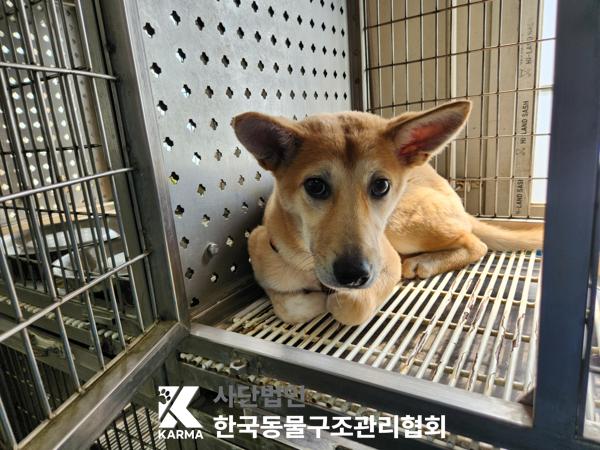 한국동물구조관리협회_441398202500190